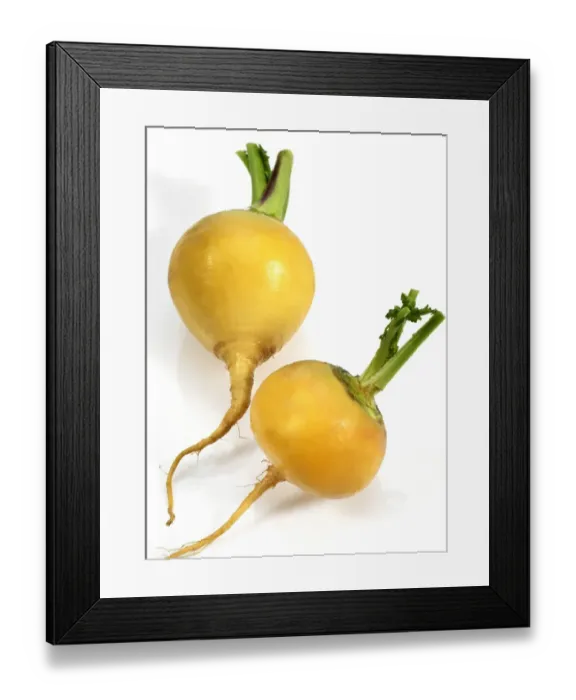Framed Print : Turnip (Brassica rapa var. rapa) Golden Ball, bulbous taproots