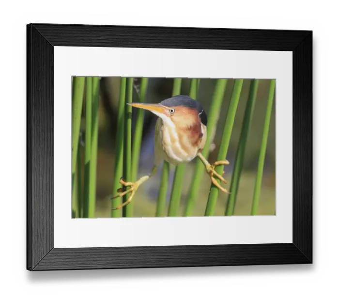Framed Print : Least Bittern (Ixobrychus exilis) adult male, clinging to stems, Florida, U. S. A Framed Print : Least Bittern (Ixobrychus exilis) adult male, clinging to stems, Florida, U. S. A