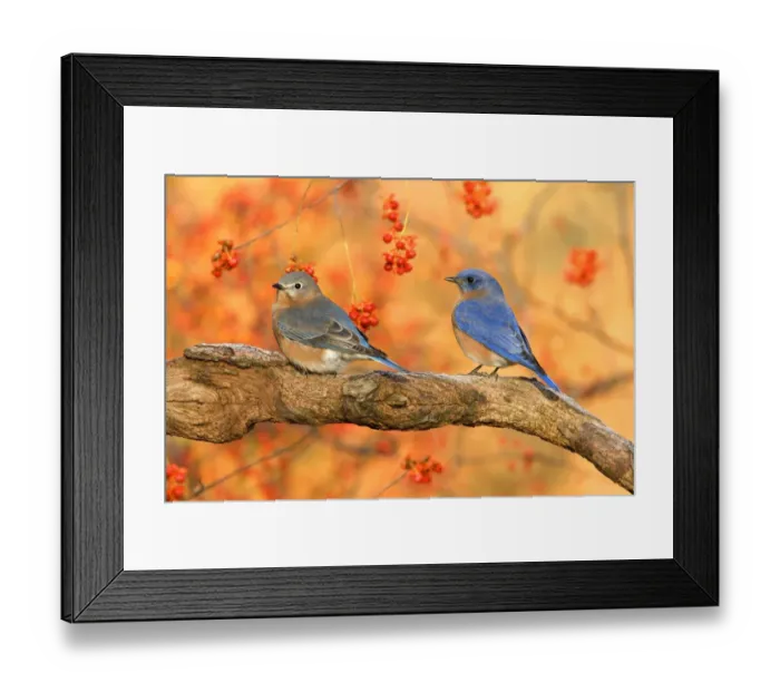Framed Print : Eastern Bluebird (Sialia sialis) adult pair, perched on branch beside bittersweet, U. S. A. autumn Framed Print : Eastern Bluebird (Sialia sialis) adult pair, perched on branch beside bittersweet, U. S. A. autumn