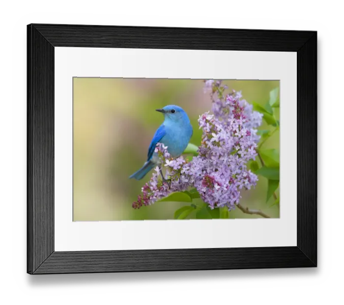 Framed Print : Mountain Bluebird (Sialia currucoides) adult male, perched on flowering lilac, U. S. A Framed Print : Mountain Bluebird (Sialia currucoides) adult male, perched on flowering lilac, U. S. A