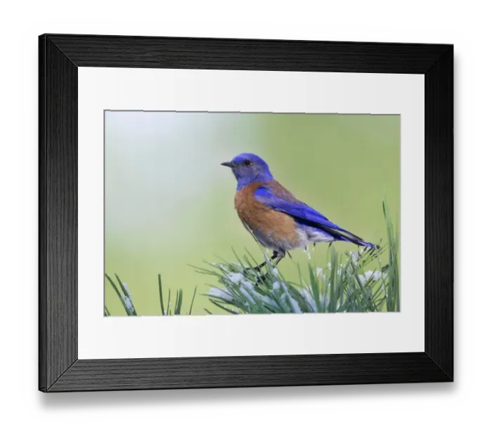 Framed Print : Western Bluebird (Sialia mexicana) adult male, perched on pine needles with snow, U. S. A. winter Framed Print : Western Bluebird (Sialia mexicana) adult male, perched on pine needles with snow, U. S. A. winter