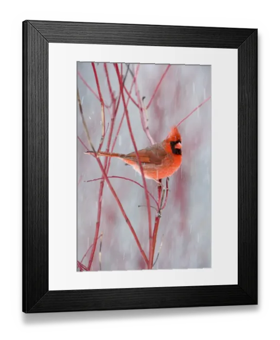 Framed Print : Northern Cardinal (Cardinalis cardinalis) adult male, perched on red twig in snowfall, U. S. A. winter