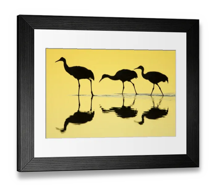 Framed Print : Sandhill Crane (Grus canadensis) three, walking in water with reflections, silhouetted at dawn Framed Print : Sandhill Crane (Grus canadensis) three, walking in water with reflections, silhouetted at dawn