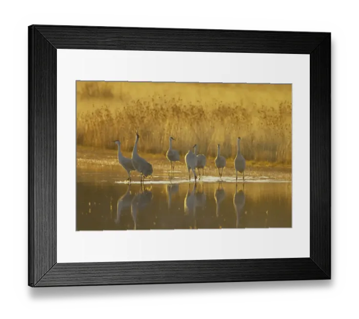 Framed Print : Sandhill Crane (Grus canadensis) flock, standing in roost site at dawn, Bosque del Apache National Wildlife Refuge Framed Print : Sandhill Crane (Grus canadensis) flock, standing in roost site at dawn, Bosque del Apache National Wildlife Refuge