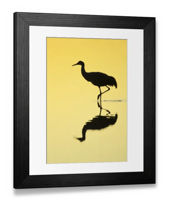 Framed Print : Sandhill Crane (Grus canadensis) adult, walking in water with reflection, silhouetted at sunrise Framed Print : Sandhill Crane (Grus canadensis) adult, walking in water with reflection, silhouetted at sunrise