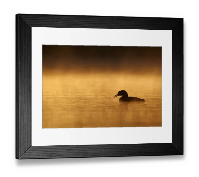 Framed Print : Great Northern Diver (Gavia immer) adult, summer plumage, silhouetted on lake at sunrise, North Michigan, U. S. A. june Framed Print : Great Northern Diver (Gavia immer) adult, summer plumage, silhouetted on lake at sunrise, North Michigan, U. S. A. june