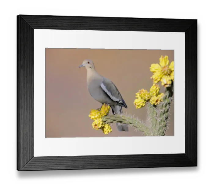 Framed Print : White-winged Dove (Zeniada asiatica) adult, perched on cholla, U. S. A Framed Print : White-winged Dove (Zeniada asiatica) adult, perched on cholla, U. S. A