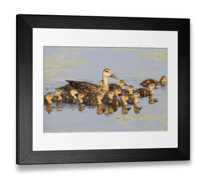 Framed Print : Mottled Duck (Anas fulvigula) adult female with ducklings, swimming, Florida, U. S. A