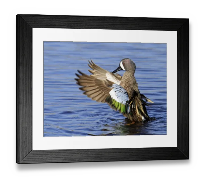 Framed Print : Blue-winged Teal (Anas discors) adult male, flapping wings on water, Florida, U. S. A Framed Print : Blue-winged Teal (Anas discors) adult male, flapping wings on water, Florida, U. S. A