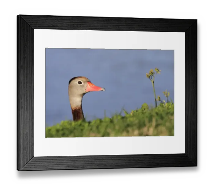 Framed Print : Red-billed Whistling-duck (Dendrocygna autumnalis) adult, looking over bank, Florida, U. S. A