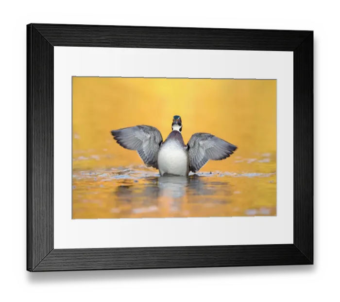 Framed Print : Wood Duck (Aix sponsa) adult male, fanning wings on water, U. S. A. autumn Framed Print : Wood Duck (Aix sponsa) adult male, fanning wings on water, U. S. A. autumn