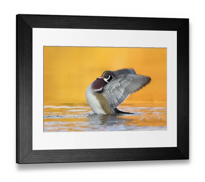 Framed Print : Wood Duck (Aix sponsa) adult male, fanning wings on water, U. S. A. autumn Framed Print : Wood Duck (Aix sponsa) adult male, fanning wings on water, U. S. A. autumn