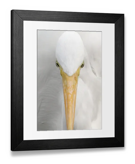 Framed Print : Great Egret (Casmerodius albus) adult, close-up of head, Florida, U. S. A Framed Print : Great Egret (Casmerodius albus) adult, close-up of head, Florida, U. S. A