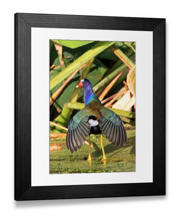 Framed Print : Purple Gallinule (Porphyrio martinicus) adult, with wings fanned out, Florida, U. S. A Framed Print : Purple Gallinule (Porphyrio martinicus) adult, with wings fanned out, Florida, U. S. A