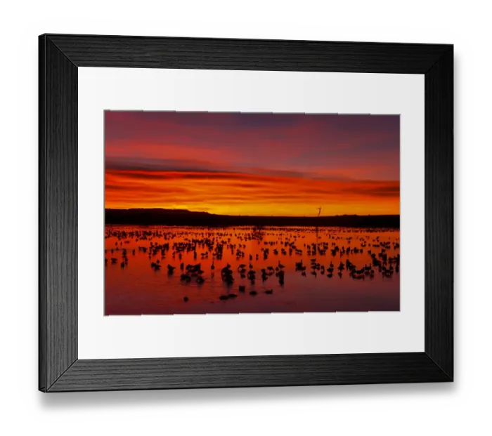 Framed Print : Snow Goose (Chen caerulescens) flock, roosting on lake habitat, silhouetted at sunrise Framed Print : Snow Goose (Chen caerulescens) flock, roosting on lake habitat, silhouetted at sunrise