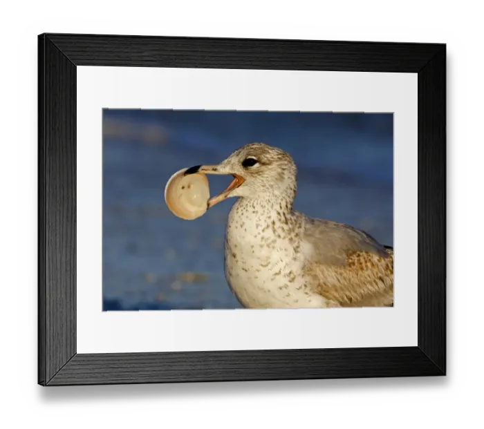 Framed Print : Ring-billed Gull (Larus delawarensis) juvenile, with clam in beak, close-up of head, Florida, U. S. A Framed Print : Ring-billed Gull (Larus delawarensis) juvenile, with clam in beak, close-up of head, Florida, U. S. A