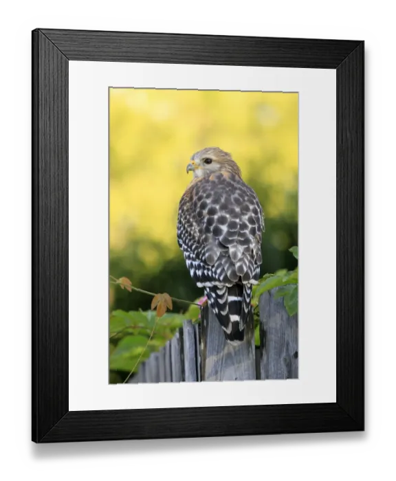 Framed Print : Red-shouldered Hawk (Buteo lineatus) adult, hunting from fence, Florida, U. S. A Framed Print : Red-shouldered Hawk (Buteo lineatus) adult, hunting from fence, Florida, U. S. A