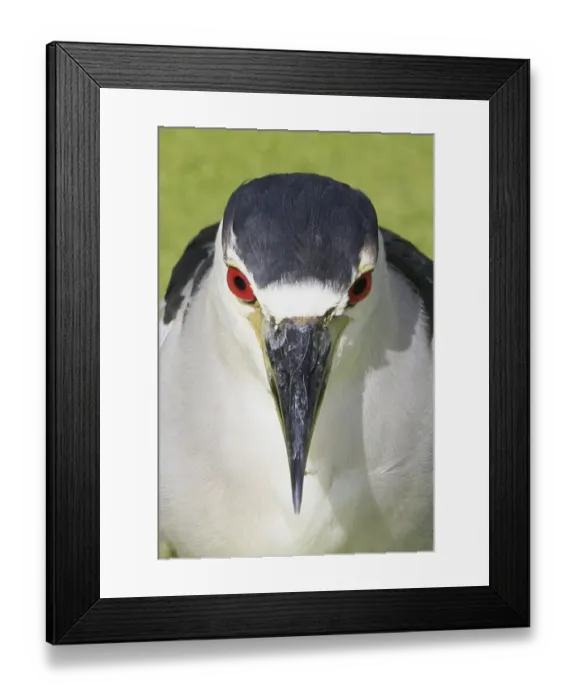 Framed Print : Black-crowned Night-heron (Nycticorax nyctocorax) adult, close-up of head, Florida, U. S. A Framed Print : Black-crowned Night-heron (Nycticorax nyctocorax) adult, close-up of head, Florida, U. S. A