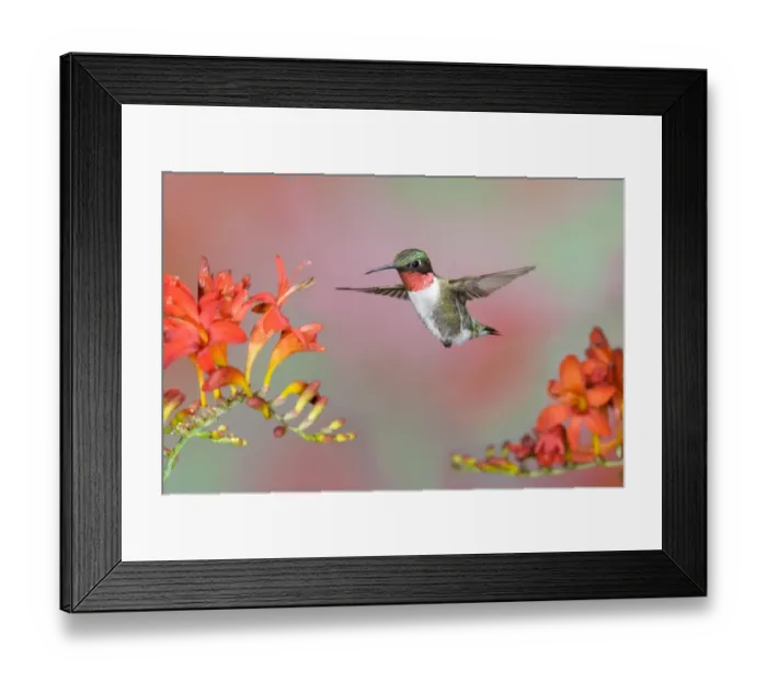 Framed Print : Ruby-throated Hummingbird (Archilochus colubris) adult male, in flight, feeding at lucifer flowers, U. S. A Framed Print : Ruby-throated Hummingbird (Archilochus colubris) adult male, in flight, feeding at lucifer flowers, U. S. A