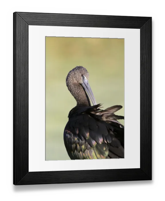 Framed Print : Glossy Ibis (Plegadis falcinellus) adult, winter plumage, preening, Florida, U. S. A