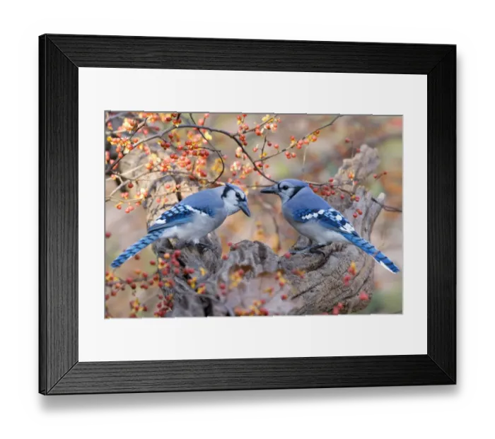 Framed Print : Blue Jay (Cyanocitta cristata) two adults, perched on branch beside bittersweet, U. S. A. autumn Framed Print : Blue Jay (Cyanocitta cristata) two adults, perched on branch beside bittersweet, U. S. A. autumn
