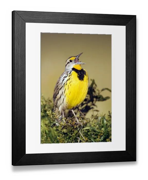Framed Print : Eastern Meadowlark (Sturnella magna) adult male, singing, U. S. A Framed Print : Eastern Meadowlark (Sturnella magna) adult male, singing, U. S. A