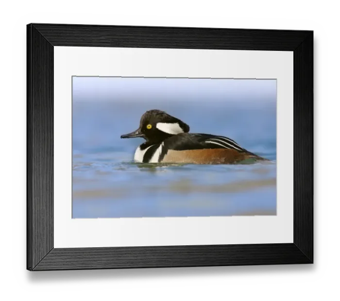 Framed Print : Hooded Merganser (Lophodytes cucullatus) adult male, swimming, U. S. A Framed Print : Hooded Merganser (Lophodytes cucullatus) adult male, swimming, U. S. A