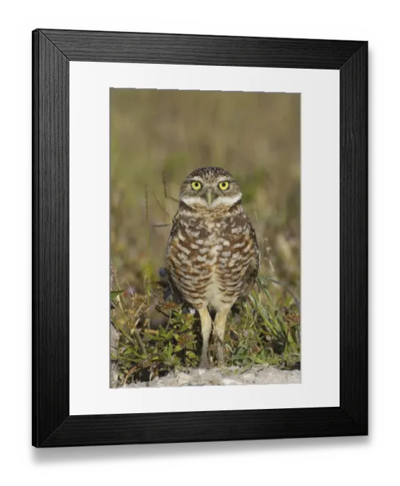 Framed Print : Burrowing Owl (Speotyto cunicularia) adult, standing, Marco Island, Florida, U. S. A