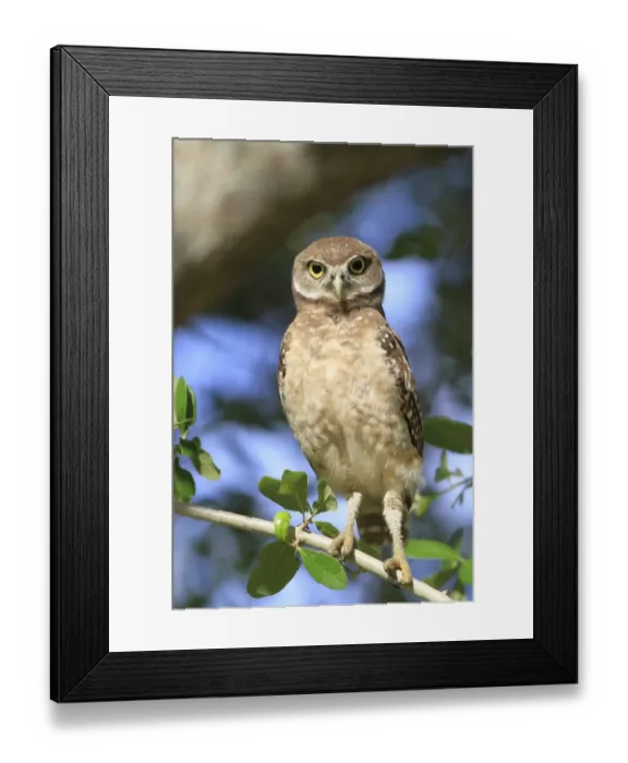 Framed Print : Burrowing Owl (Speotyto cunicularia) chick, perched on Live Oak (Quercus sp. ) twig, Florida, U. S. A Framed Print : Burrowing Owl (Speotyto cunicularia) chick, perched on Live Oak (Quercus sp. ) twig, Florida, U. S. A