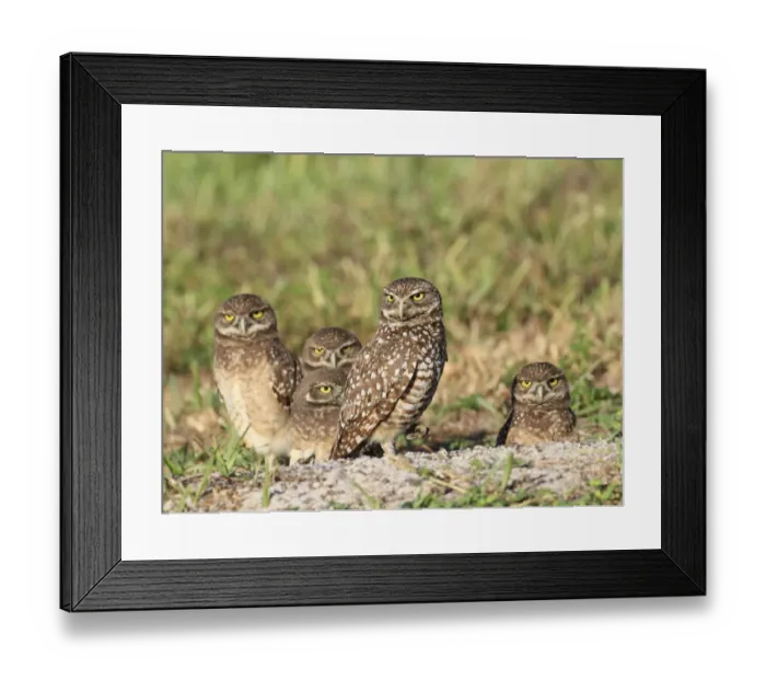 Framed Print : Burrowing Owl (Speotyto cunicularia) adult and chicks, standing at burrow entrance, Florida, U. S. A