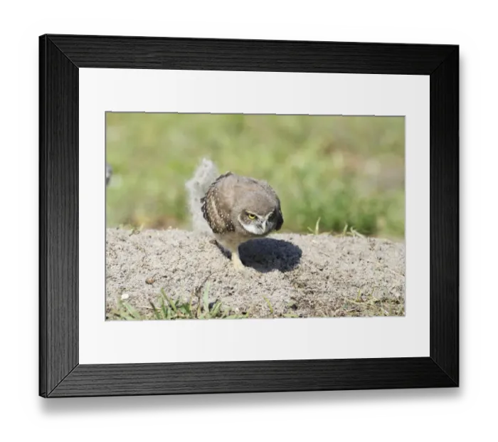 Framed Print : Burrowing Owl (Speotyto cunicularia) chick, scratching up sand, Florida, U. S. A Framed Print : Burrowing Owl (Speotyto cunicularia) chick, scratching up sand, Florida, U. S. A