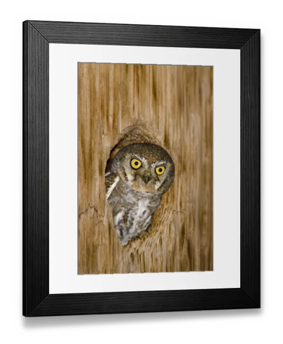 Framed Print : Elf Owl (Micrathene whitneyi) adult, looking out from roost hole, U. S. A