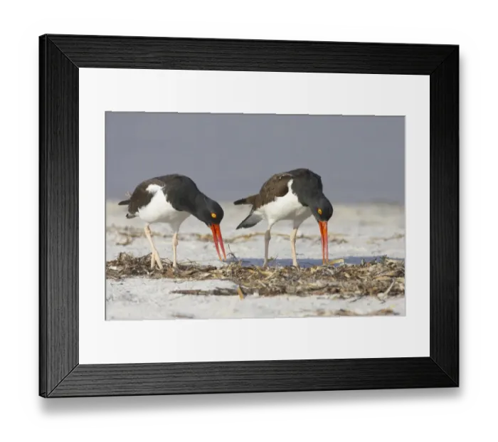 Framed Print : American Oystercatcher (Haematopus palliatus) adult pair, displaying on beach, Fort de Soto, Florida, U. S. A Framed Print : American Oystercatcher (Haematopus palliatus) adult pair, displaying on beach, Fort de Soto, Florida, U. S. A