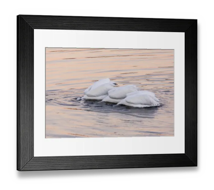 Framed Print : American White Pelican (Pelecanus erythrorhynchos) three adults, collective feeding on water at dusk, Bodega Bay Framed Print : American White Pelican (Pelecanus erythrorhynchos) three adults, collective feeding on water at dusk, Bodega Bay