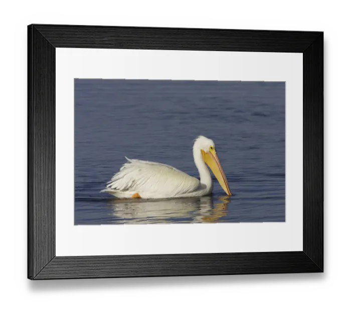 Framed Print : American White Pelican (Pelecanus erythrorhynchos) adult, non-breeding plumage, swimming, Ding Darling N. W. R Framed Print : American White Pelican (Pelecanus erythrorhynchos) adult, non-breeding plumage, swimming, Ding Darling N. W. R