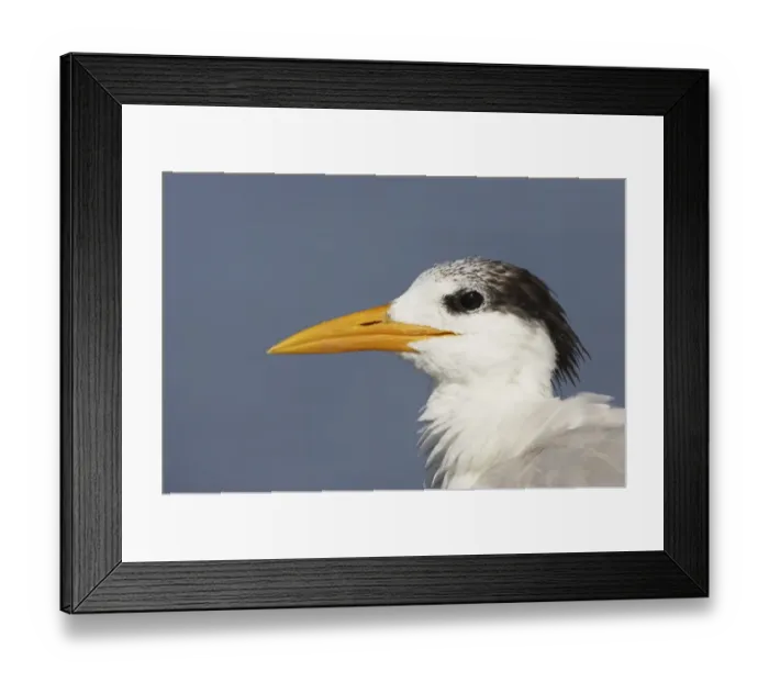 Framed Print : Sandwich Tern (Sterna sandvicensis) adult, winter plumage, close-up of head, Fort de Soto, Florida, U. S. A Framed Print : Sandwich Tern (Sterna sandvicensis) adult, winter plumage, close-up of head, Fort de Soto, Florida, U. S. A