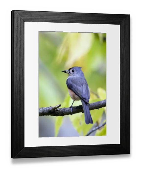 Framed Print : Tufted Titmouse (Baeolophus bicolor) adult, feeding, with sunflower seed in beak, perched on twig, U. S. A Framed Print : Tufted Titmouse (Baeolophus bicolor) adult, feeding, with sunflower seed in beak, perched on twig, U. S. A