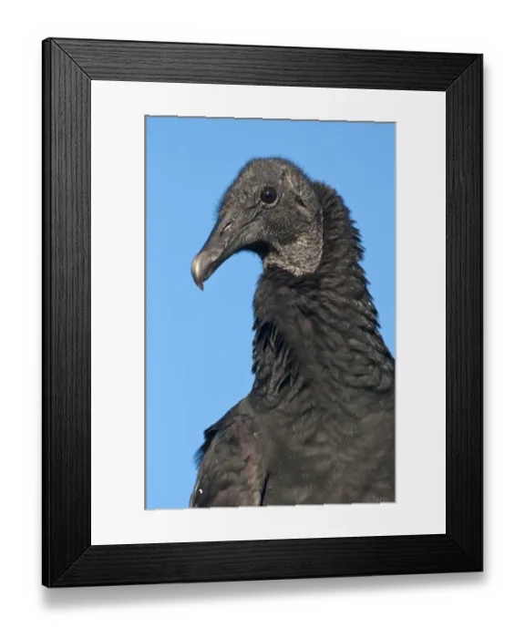 Framed Print : American Black Vulture (Coragyps atratus) adult, close-up of head and neck, Everglades N. P. Florida, U. S. A. december Framed Print : American Black Vulture (Coragyps atratus) adult, close-up of head and neck, Everglades N. P. Florida, U. S. A. december