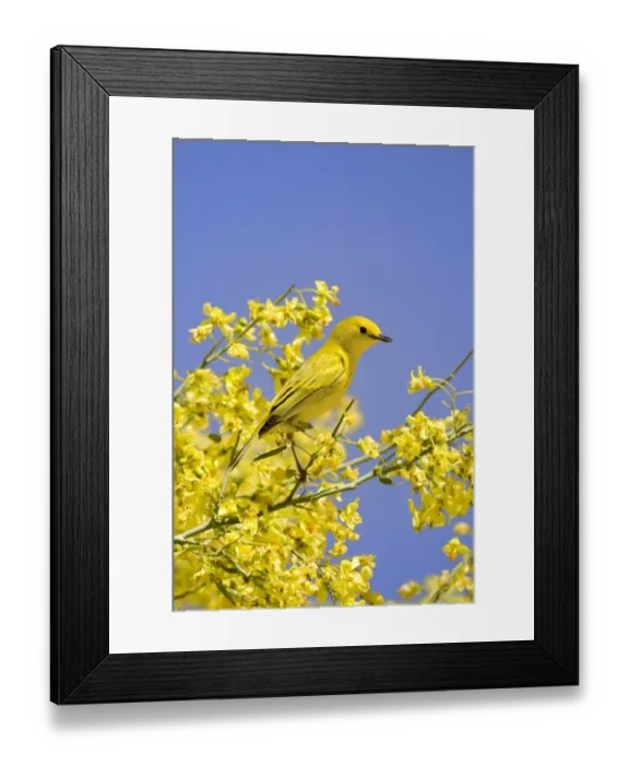 Framed Print : Yellow Warbler (Dendroica petechia) adult male, perched in flowering palo verde, U. S. A Framed Print : Yellow Warbler (Dendroica petechia) adult male, perched in flowering palo verde, U. S. A