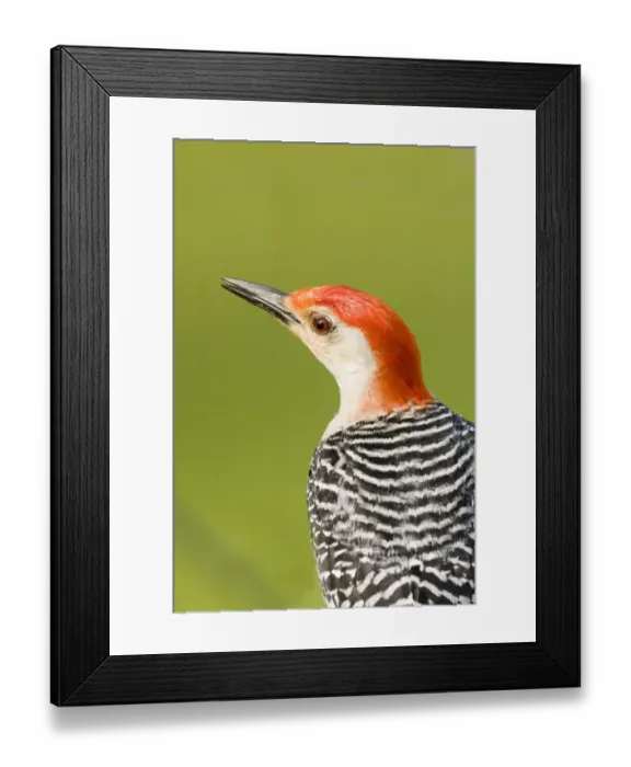 Framed Print : Red-bellied Woodpecker (Melanerpes carolinus) adult male, close-up of head, U. S. A Framed Print : Red-bellied Woodpecker (Melanerpes carolinus) adult male, close-up of head, U. S. A