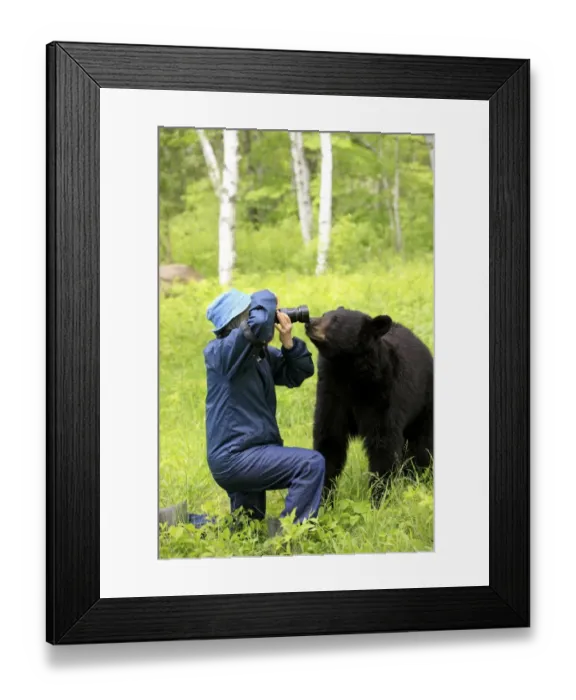 Framed Print : American Black Bear (Ursus americanus) adult, investigating photographer, Minnesota, U. S. A Framed Print : American Black Bear (Ursus americanus) adult, investigating photographer, Minnesota, U. S. A