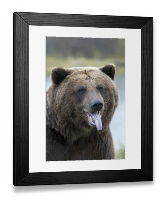 Framed Print : Grizzly Bear (Ursus arctos horribilis) adult, sticking tongue out, close-up of head, Alaska, U. S. A Framed Print : Grizzly Bear (Ursus arctos horribilis) adult, sticking tongue out, close-up of head, Alaska, U. S. A