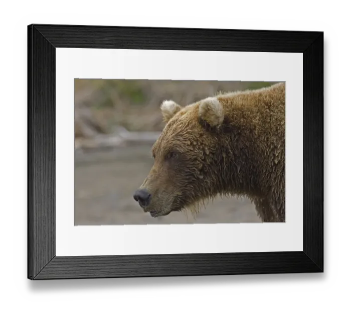 Framed Print : Grizzly Bear (Ursus arctos horribilis) adult, close-up of head, Hallo Bay, Katmai N. P. Alaska, U. S. A Framed Print : Grizzly Bear (Ursus arctos horribilis) adult, close-up of head, Hallo Bay, Katmai N. P. Alaska, U. S. A