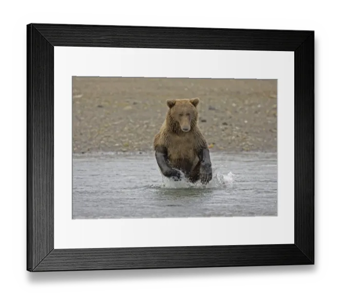 Framed Print : Grizzly Bear (Ursus arctos horribilis) adult, hunting salmon in water, Hallo Bay, Katmai N. P. Alaska, U. S. A