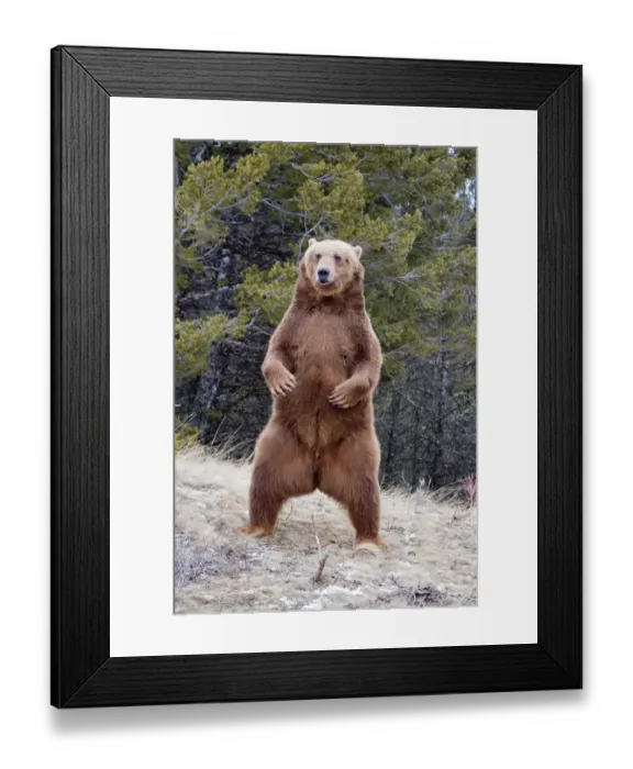 Framed Print : Grizzly Bear (Ursus arctos horribilis) adult, standing on hind legs, Montana, U. S. A. january (captive) Framed Print : Grizzly Bear (Ursus arctos horribilis) adult, standing on hind legs, Montana, U. S. A. january (captive)