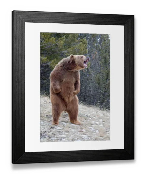 Framed Print : Grizzly Bear (Ursus arctos horribilis) adult, growling, standing on hind legs, Montana, U. S. A. january (captive)