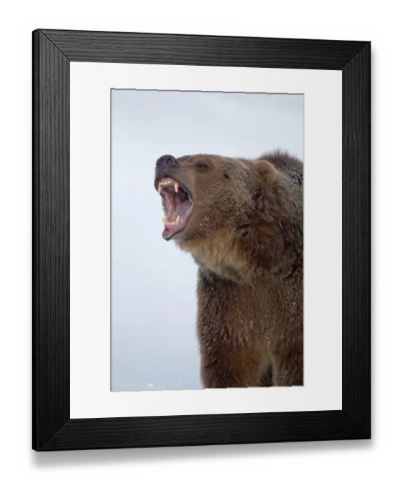 Framed Print : Grizzly Bear (Ursus arctos horribilis) adult, growling, close-up of head, in snow, Montana, U. S. A. january (captive) Framed Print : Grizzly Bear (Ursus arctos horribilis) adult, growling, close-up of head, in snow, Montana, U. S. A. january (captive)