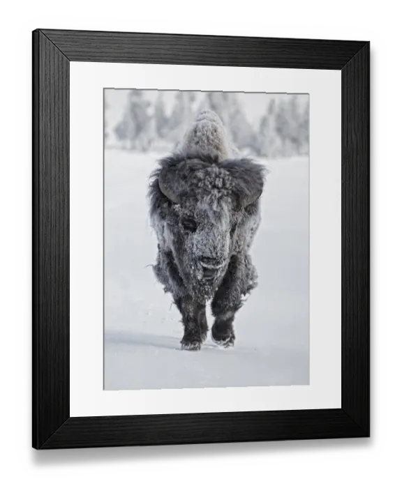 Framed Print : North American Bison (Bison bison) adult male, with coat covered in ice, walking on snow, Yellowstone N. P Framed Print : North American Bison (Bison bison) adult male, with coat covered in ice, walking on snow, Yellowstone N. P