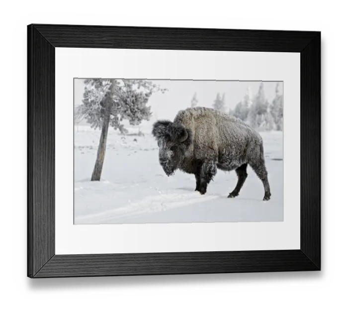 Framed Print : North American Bison (Bison bison) adult male, standing on snow covered road, Yellowstone N. P. Wyoming, U. S. A. february Framed Print : North American Bison (Bison bison) adult male, standing on snow covered road, Yellowstone N. P. Wyoming, U. S. A. february