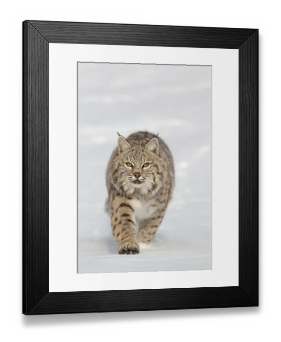 Framed Print : Bobcat (Lynx rufus) adult, walking in snow, Montana, U. S. A. january (captive) Framed Print : Bobcat (Lynx rufus) adult, walking in snow, Montana, U. S. A. january (captive)